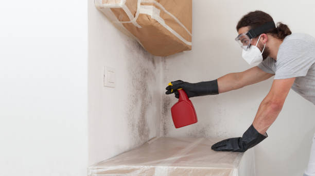 Professional Basement Mold Remediation technician working in New Columbia, PA