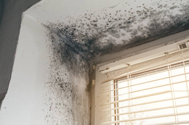 Affordable Basement Mold Remediation solutions in New Columbia, PA