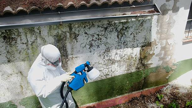 Top rated local Basement Mold Remediation specialists in New Columbia, PA
